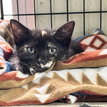 Miracle -  Domestic Short Hair Cat for Adoption in Newborn, Georgia - Miracle | PetCurious