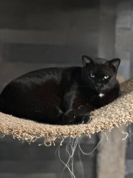 Rescue Domestic Short Hair Cats for Adoption in Middleburg, Florida - Lizzy | PetCurious
