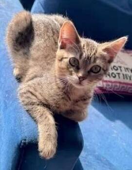 Guppy -  Domestic Short Hair Cat for Adoption in Chicago, Illinois - Guppy | PetCurious