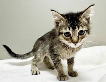 CASHEW -  Domestic Short Hair Cat for Adoption in Brentwood, Missouri - CASHEW | PetCurious