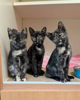 LILY -  Domestic Short Hair Cat for Adoption in Dedham, Massachusetts - LILY | PetCurious