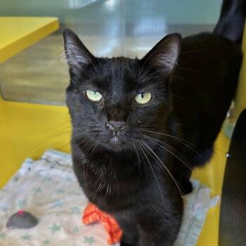 Sabel -  Domestic Medium Hair Cat for Adoption in Abilene, Texas - Sabel | PetCurious