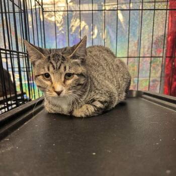 Wasabi -  Domestic Short Hair Cat for Adoption in TIMBERCRK CYN, Texas - Wasabi | PetCurious