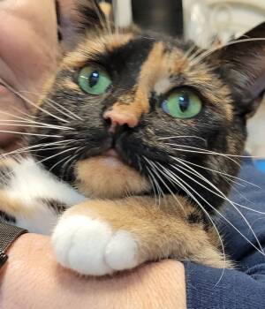 Rescue Domestic Short Hair Cats for Adoption in Lawrenceville, Georgia - Maddie | PetCurious