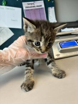 *Hummus* -  Domestic Short Hair Cat for Adoption in Salt Lake City, Utah - *Hummus* | PetCurious
