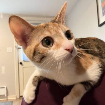 Domestic Short Hair Cats Available for Adoption in Gibsonia, Pennsylvania - Princess Donut | PetCurious