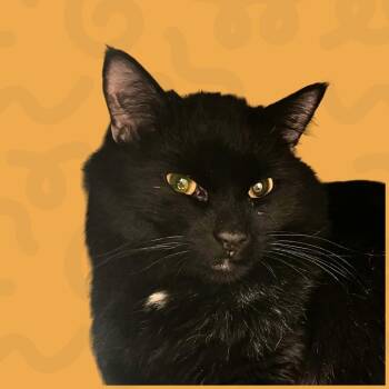 Manny -  Domestic Medium Hair Cat for Adoption in Reno, Nevada - Manny | PetCurious