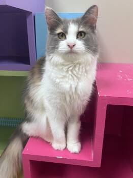 Domestic Long Hair Cats Available for Adoption in Arlington Heights, Illinois - Juliette | PetCurious