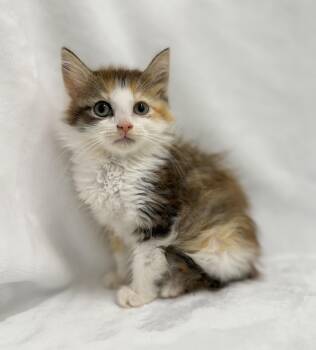 Hollan -  Domestic Long Hair and Calico Cat for Adoption in Greensboro, North Carolina - Hollan | PetCurious