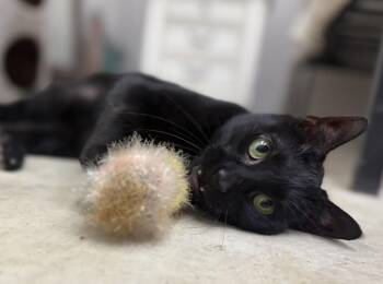 Rescue Domestic Short Hair Cats for Adoption in Fort Worth, Texas - Rio | PetCurious