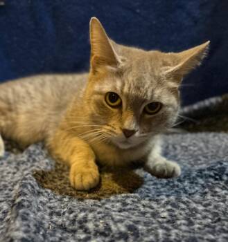 Rescue Domestic Short Hair Cats for Adoption in Stoughton, Wisconsin - Collette | PetCurious