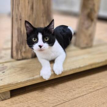 Draino -  Domestic Short Hair Cat for Adoption in Woodstock, Illinois - Draino | PetCurious