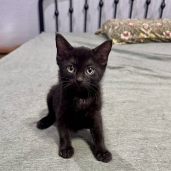 Rescue Domestic Medium Hair Cats for Adoption in San Antonio, Texas - Plug | PetCurious