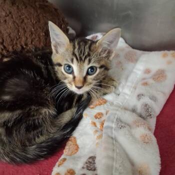 Tac -  Domestic Short Hair Cat for Adoption in West Palm Beach, Florida - Tac | PetCurious