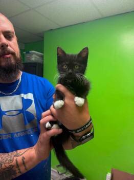Gigi -  Domestic Short Hair Cat for Adoption in Johnson City, Tennessee - Gigi | PetCurious