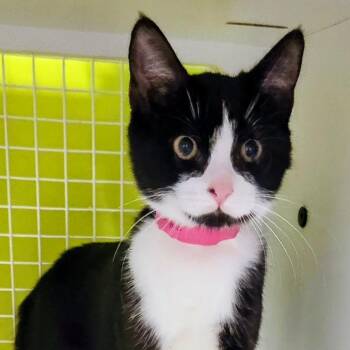 Betty Boop -  Domestic Short Hair Cat for Adoption in Lakeland, Florida - Betty Boop | PetCurious