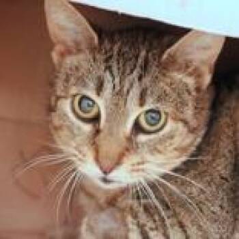 Domestic Short Hair Cats Available for Adoption in Hilliard, Ohio - Guinevere | PetCurious