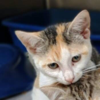Dixie -  Domestic Short Hair Cat for Adoption in Palestine, Texas - Dixie | PetCurious