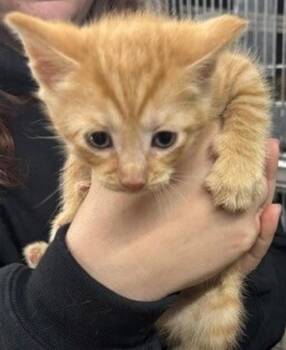 Domestic Short Hair Cats Available for Adoption in Campbellsville, Kentucky - Theo | PetCurious