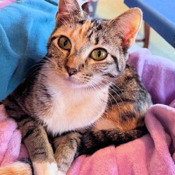 Torbie Cats Available for Adoption - Sister Christine | PetCurious