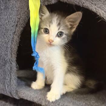 Marcella -  Domestic Medium Hair Cat for Adoption in Auburn, Alabama - Marcella | PetCurious