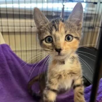 Little Teapot -  American Shorthair Cat for Adoption in Bethel, Connecticut - Little Teapot | PetCurious