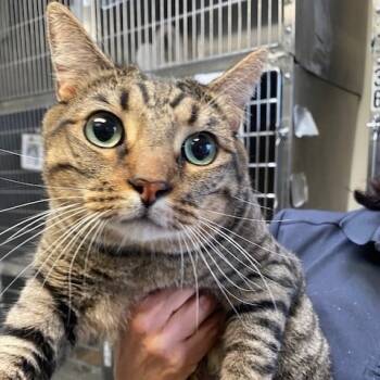 Rescue Domestic Short Hair Cats for Adoption in Hawthorne, California - Rainy | PetCurious