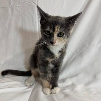Domestic Short Hair Cats Available for Adoption in Sunnyvale, California - Jolene | PetCurious