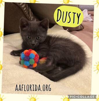 Dusty -  Domestic Short Hair Cat for Adoption in Pensacola, Florida - Dusty | PetCurious