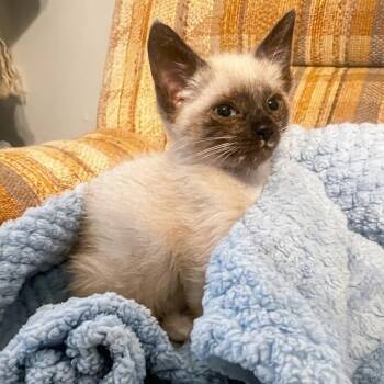 zues -  Siamese and Domestic Short Hair Cat for Adoption in Houston, Texas - Zues | PetCurious