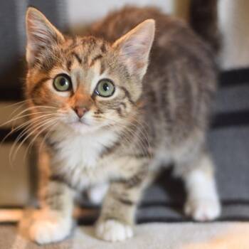 Chia -  Domestic Short Hair Cat for Adoption in Belleville, Illinois - Chia | PetCurious