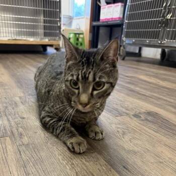 Kroger -  Domestic Short Hair Cat for Adoption in Fort Worth, Texas - Kroger | PetCurious