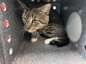 Roam -  Domestic Short Hair Cat for Adoption in New York, New York - Roam | PetCurious