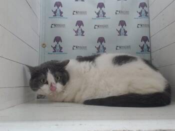 Domestic Medium Hair Cats Available for Adoption in Orlando, Florida - TITI | PetCurious