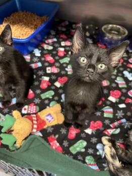 Tater -  Domestic Short Hair Cat for Adoption in Salmon, Idaho - Tater | PetCurious