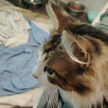 Domestic Long Hair Cats Available for Adoption - Kace | PetCurious