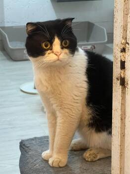 Rescue Scottish Fold Cats for Adoption in Federalsburg, Maryland - Ringo | PetCurious