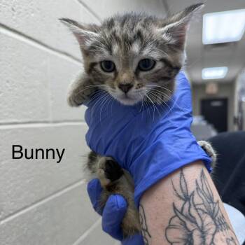 Domestic Medium Hair Cats Available for Adoption in Jacksboro, Tennessee - Bunny | PetCurious
