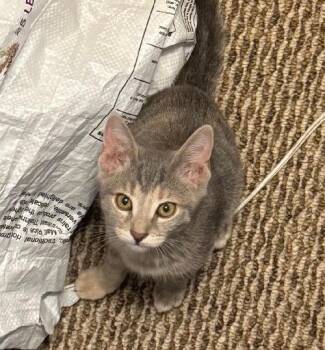Millie -  Tabby Cat for Adoption in San Antonio, Texas - Millie | PetCurious