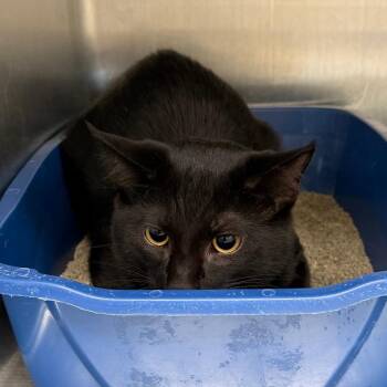 Mischief -  Domestic Short Hair Cat for Adoption in Naperville, Illinois - Mischief | PetCurious