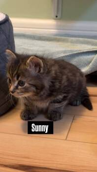 Domestic Short Hair Cats Available for Adoption in Kettering, Ohio - Sunny | PetCurious