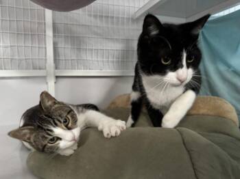 Suki -  Domestic Short Hair Cat for Adoption in Novato, California - Suki | PetCurious
