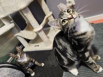 Cooper and Truman -  Domestic Short Hair Cat for Adoption in Seattle, Washington - Cooper And Truman | PetCurious