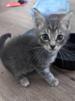 Yoda fka Pauly shore -  Domestic Short Hair and Tabby Cat for Adoption in Virginia Beach, Virginia - Yoda Fka Pauly Shore | PetCurious