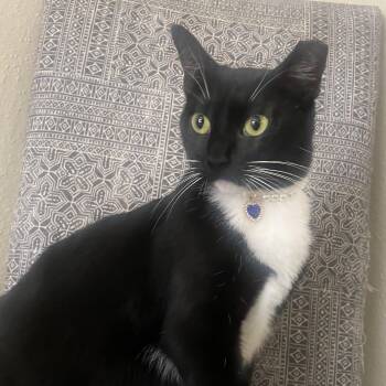Mittens -  Domestic Short Hair Cat for Adoption in Houston, Texas - Mittens | PetCurious