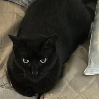 Domestic Short Hair Cats Available for Adoption in Knoxville, Tennessee - Barry Berry | PetCurious