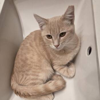 Eddie -  Domestic Short Hair Cat for Adoption in South San Francisco, California - Eddie | PetCurious