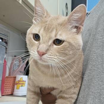 Cheese -  Domestic Short Hair Cat for Adoption in Ardmore, Oklahoma - Cheese | PetCurious
