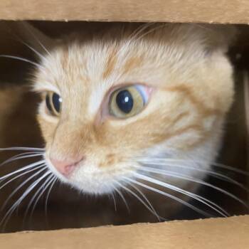 Cup Holder -  Domestic Short Hair Cat for Adoption in Philadelphia, Pennsylvania - Cup Holder | PetCurious