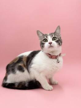 Domestic Short Hair Cats Available for Adoption - Dolly- SPONSORED | PetCurious